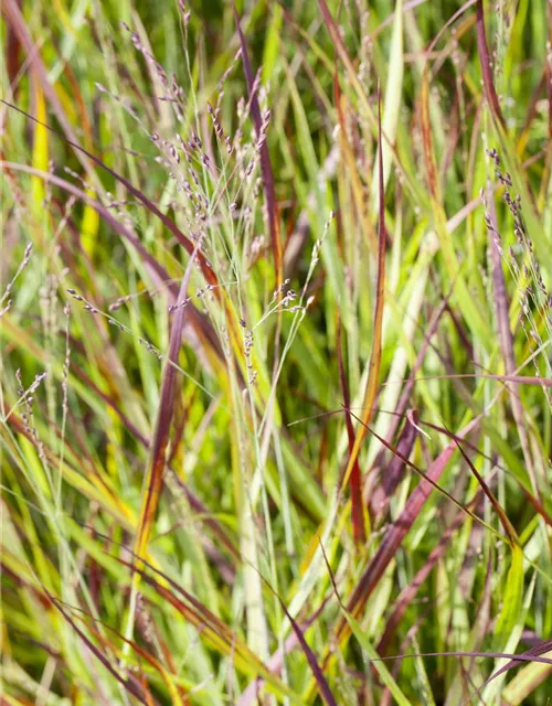 R Imperata cylindrica var.koenig. 'Red Baron'