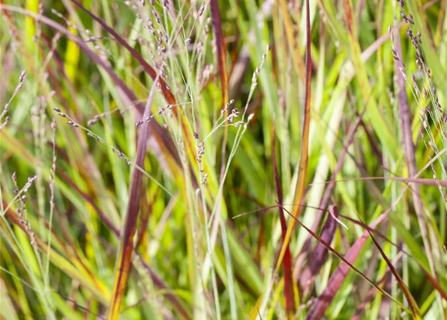 R Imperata cylindrica var.koenig. 'Red Baron'