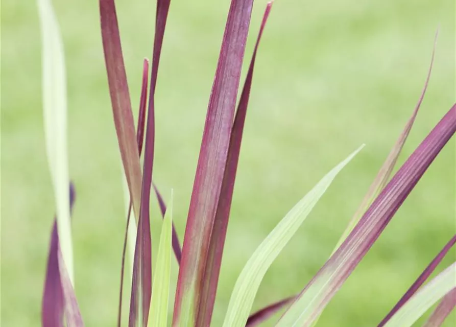 R Imperata cylindrica var.koenig. 'Red Baron'