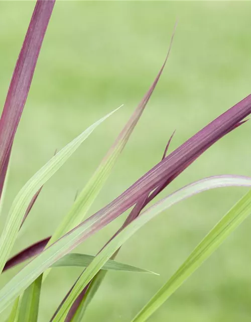 R Imperata cylindrica var.koenig. 'Red Baron'