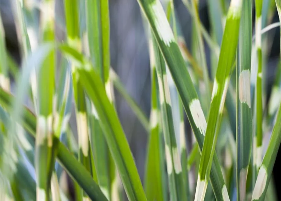 Garten-Zebraschilf 'Strictus'