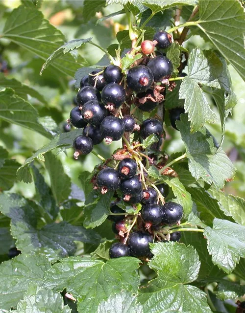 Johannisbeere Polar Fruits® 'Black Currant Berry'