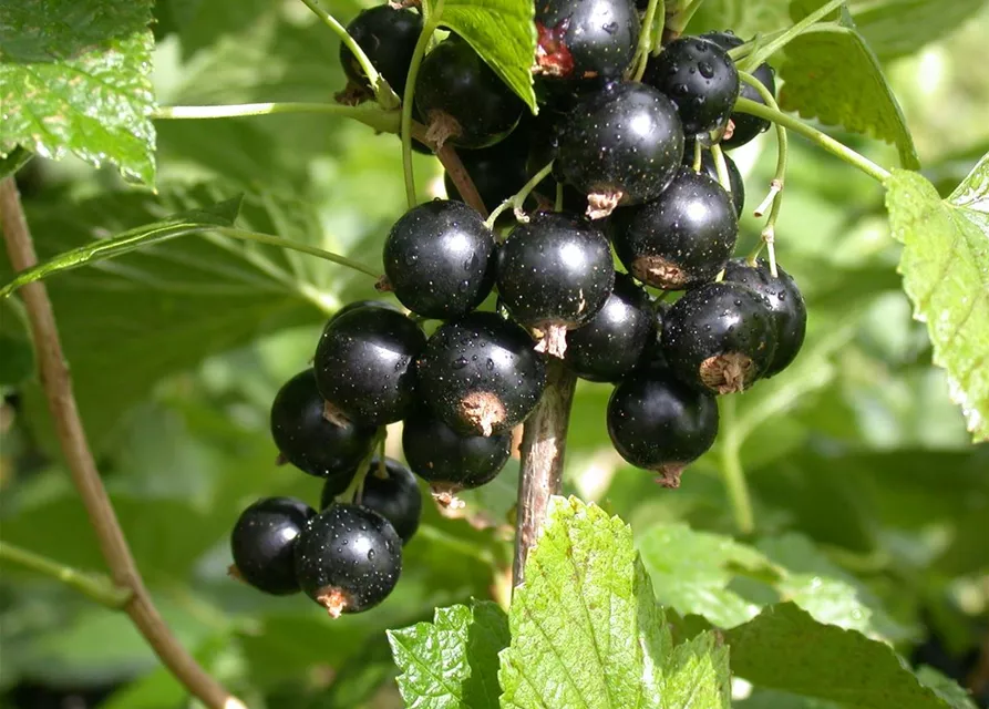 Ribes nigrum 'Titania'(S) CAC