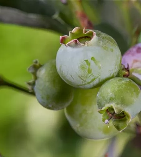 Heidelbeere 'Bluegold'