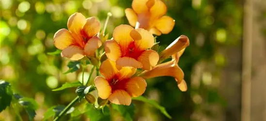 Tromepetenblume 'Indian Summer'®