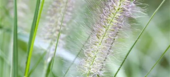 Pennisetum alopecuroides 'Cassian'