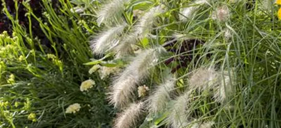 R Pennisetum alopecuroides 'Hameln'