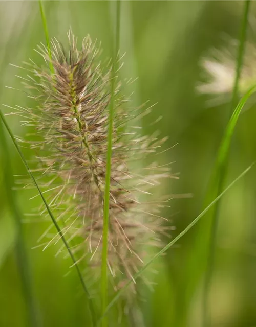 R Pennisetum alopecuroides 'Hameln'