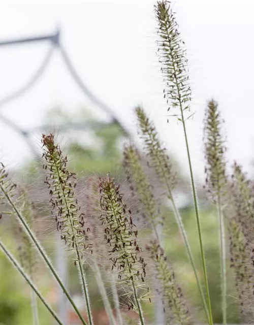 R Pennisetum alopecuroides 'Hameln'