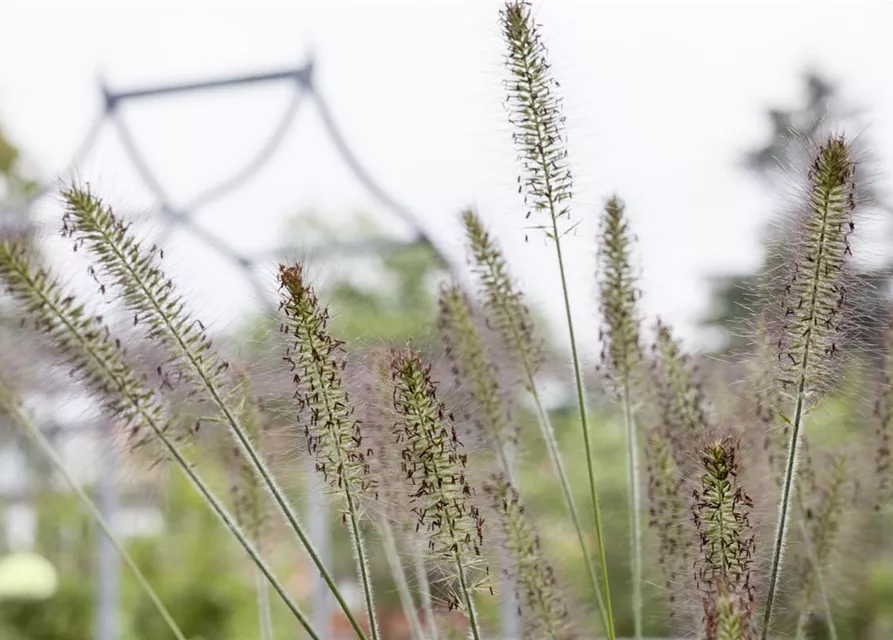 R Pennisetum alopecuroides 'Hameln'