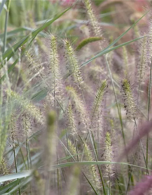 R Pennisetum alopecuroides 'Hameln'