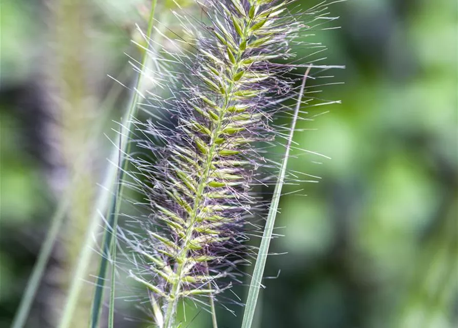 R Pennisetum alopecuroides 'Hameln'