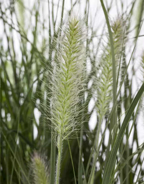 R Pennisetum alopecuroides 'Hameln'