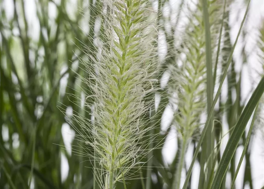 R Pennisetum alopecuroides 'Hameln'