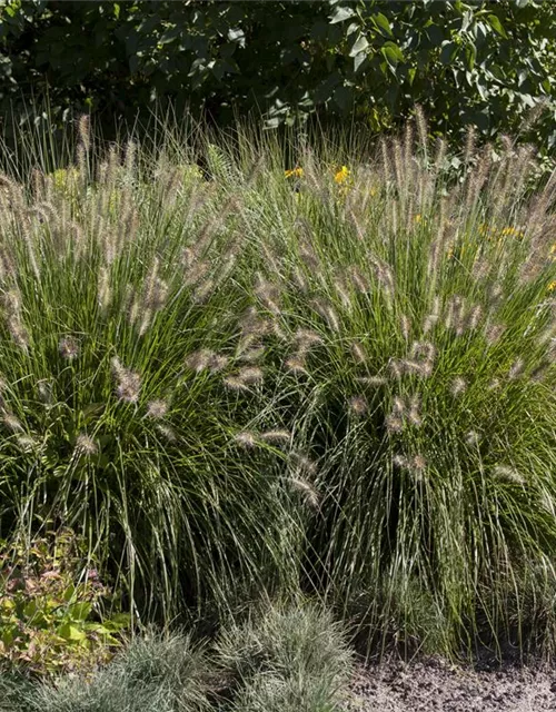 R Pennisetum alopecuroides 'Hameln'