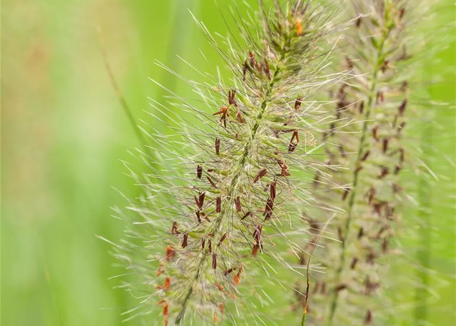 R Pennisetum alopecuroides 'Hameln'