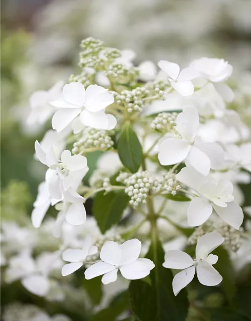 Rispenhortensie 'Butterfly'®