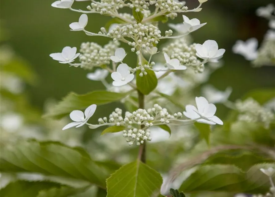 Rispenhortensie 'Butterfly'®