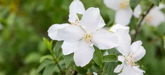 Gartenjasmin 'Dame Blanche'