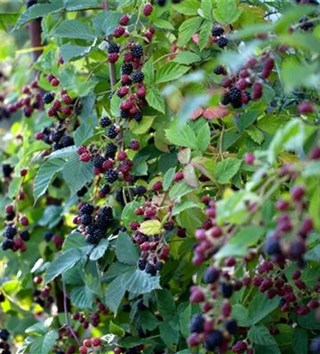 R Rubus fruticosus 'Thornfree'