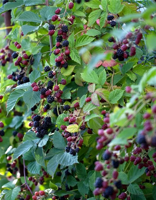 Rubus fruticosus 'Oregon Thornless'