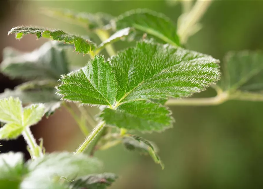 Rubus fruticosus 'Loch Ness'(S) CAC