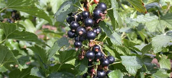 Ribes nigrum 'Silvergieters Schwarze' CAC