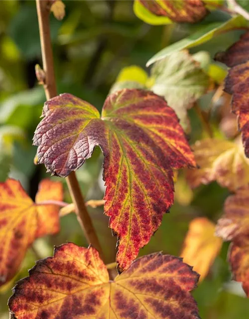 Ribes nigrum 'Titania'(S) CAC