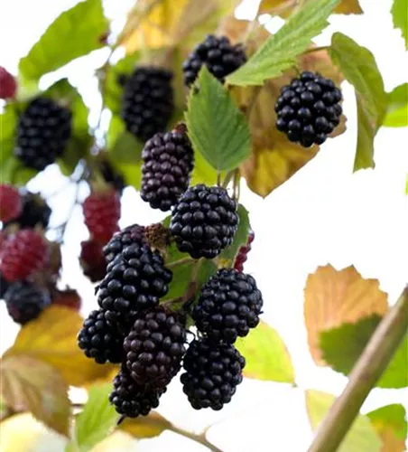 Brombeere Polar Fruits® 'Blackberry'