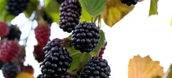 Brombeere Polar Fruits® 'Blackberry'