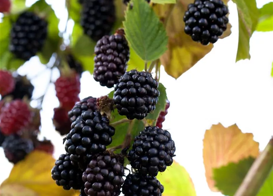 Brombeere Polar Fruits® 'Blackberry'