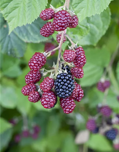 Brombeere Polar Fruits® 'Blackberry'