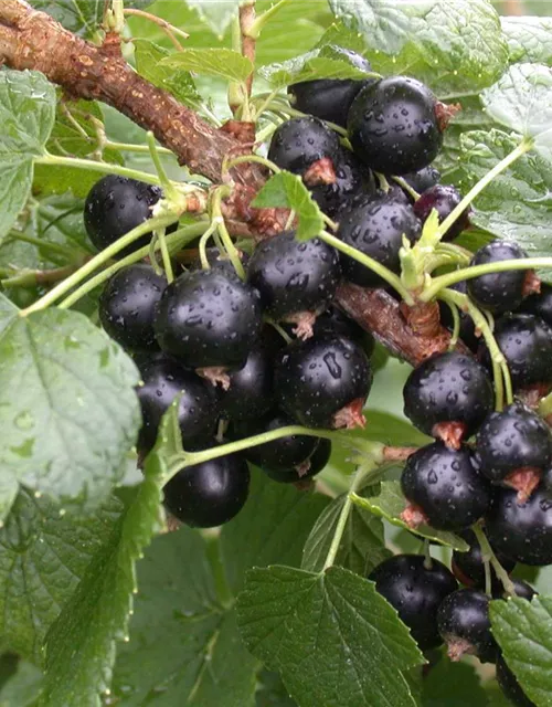 Ribes nigrum 'Titania'(S) CAC