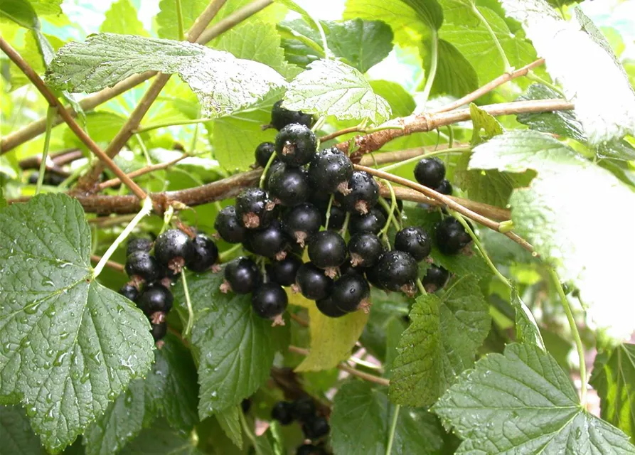 Ribes nigrum 'Titania'(S) CAC