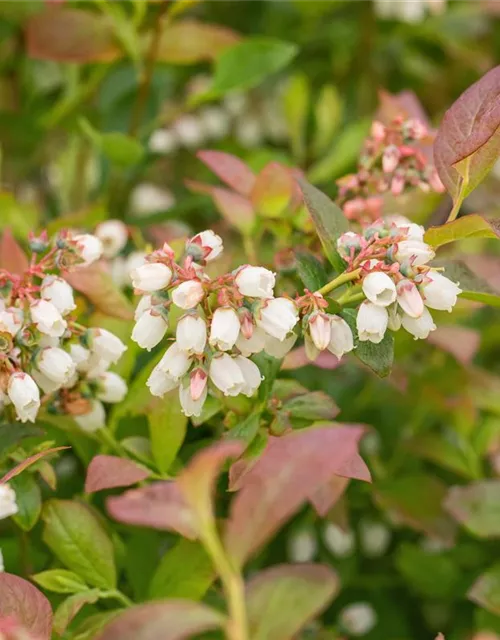 Heidelbeere 'Aino'®