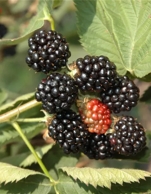 R Rubus fruticosus 'Black Satin'