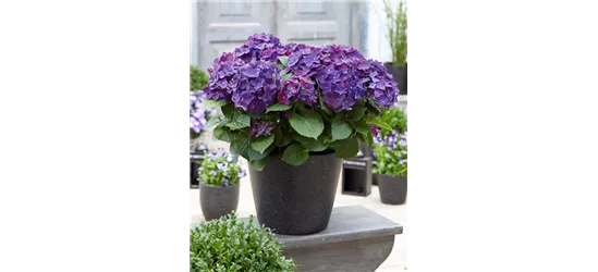 Bauernhortensie 'Forever & Ever'®, violett