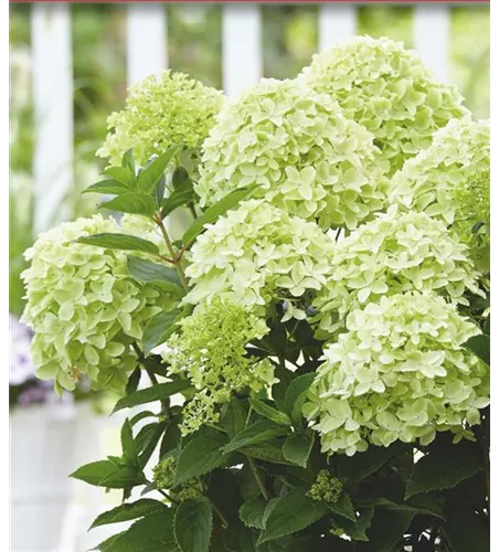 Rispenhortensie 'Whitelight'®