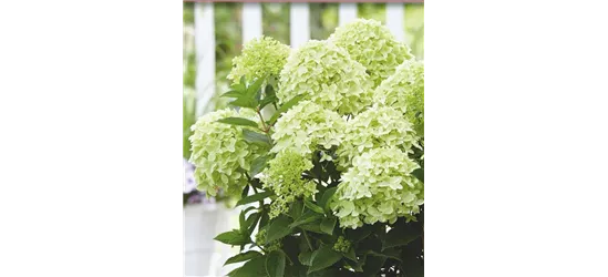 Rispenhortensie 'Whitelight'®