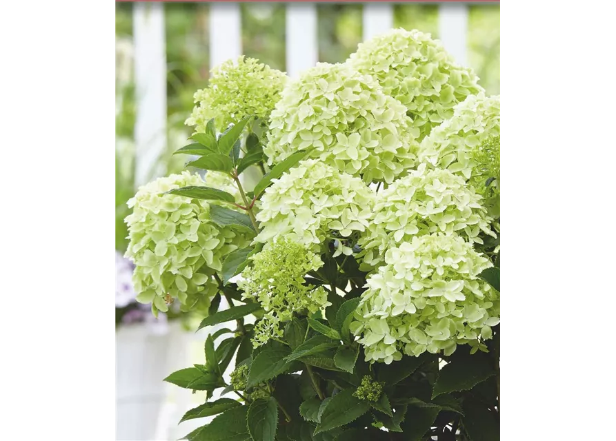 Rispenhortensie 'Whitelight'®