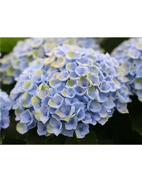 Hortensie 'Magical Revolution'®