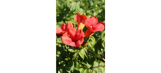 Trompetenblume 'Flamenco'