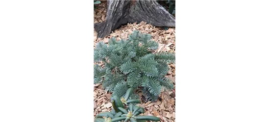 Silbertanne 'Glauca'