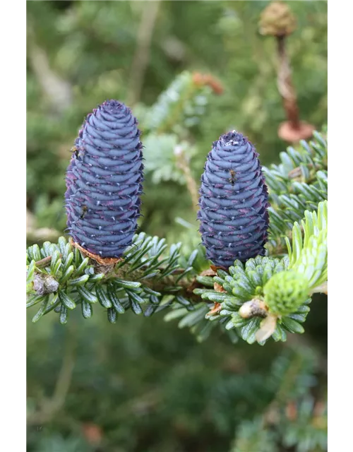 Koreatanne 'Blue Emperor'