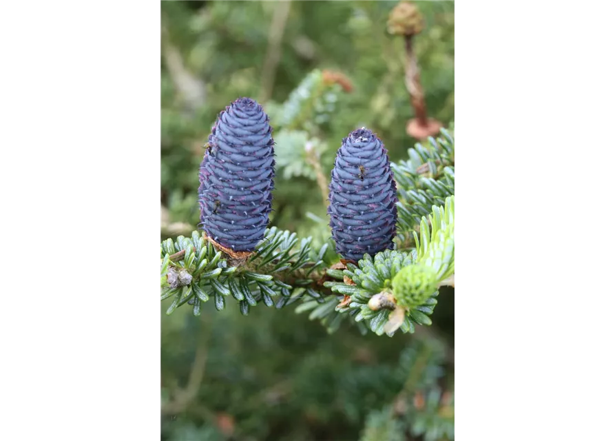 Koreatanne 'Blue Emperor'