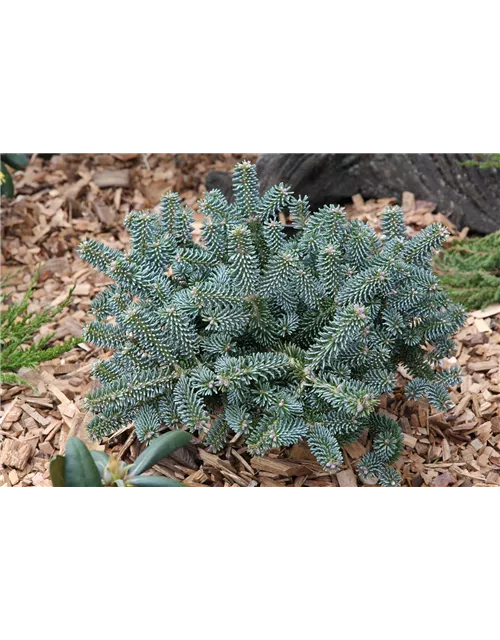 Koreatanne 'Blue Emperor'