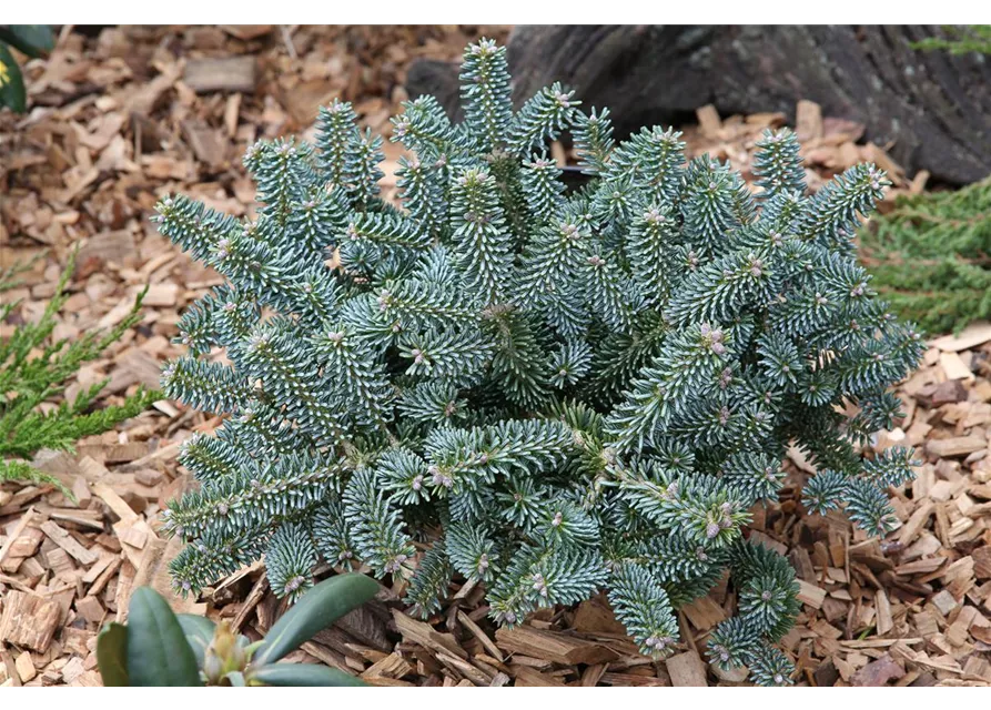 Koreatanne 'Blue Emperor'