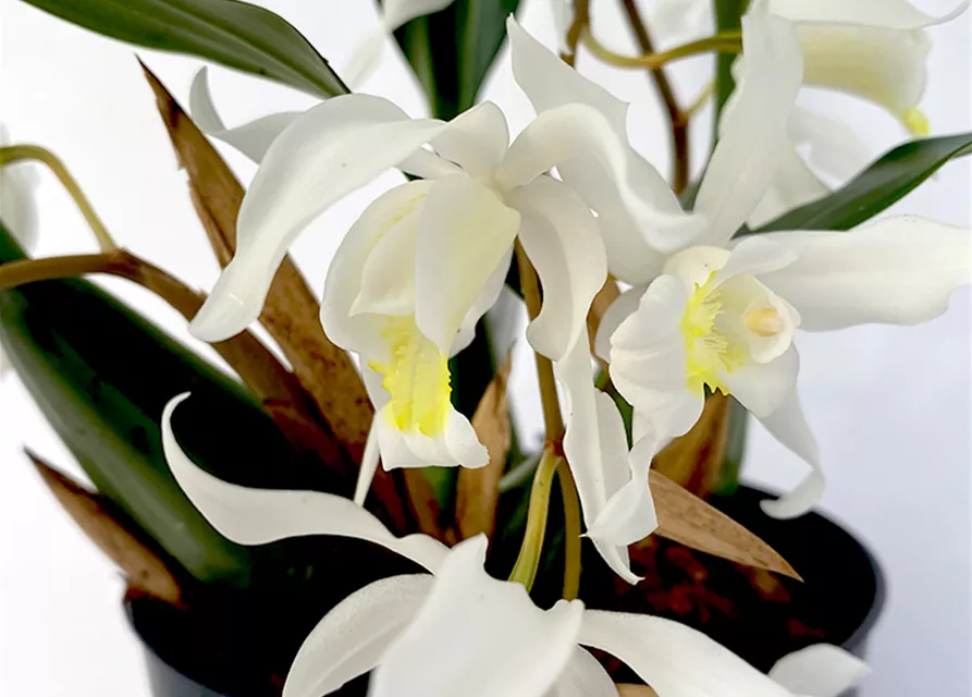 Coelogyne intermedia