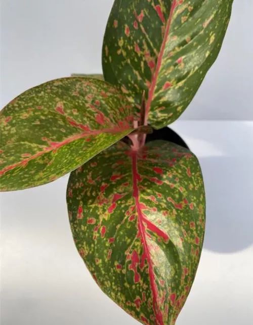 Aglaonema Star Dust