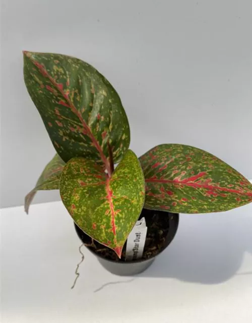 Aglaonema Star Dust